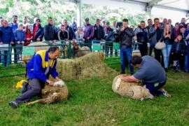 Sheep shearing competition. Two men, dressed in work clothes, shear sheep on a podium. A group of spectators have gathered around them, watching with interest. The background is green, with fodder and sheep in cages.